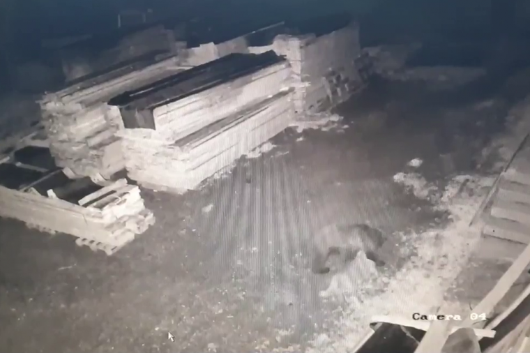 Így hurcol el és öl meg egy juhot a csíkcsomortáni portákon garázdálkodó medve – videó