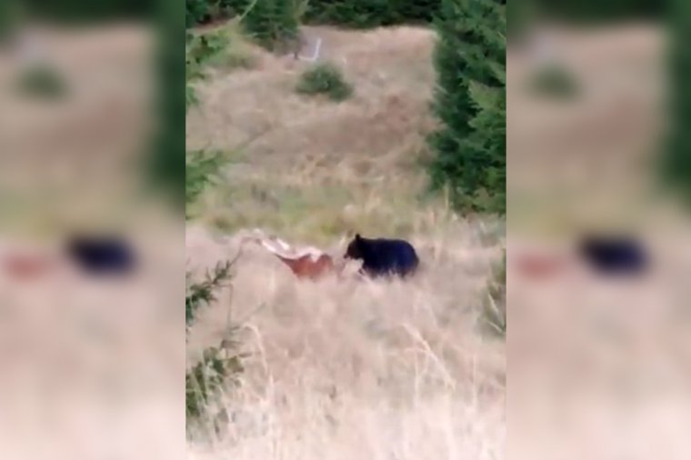 Videóra vették, ahogy elhurcolja a megölt tehenet a medve