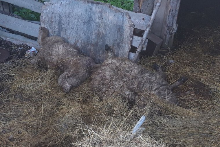 Újabb öt juhot ölt meg a zsögödi lakóparkhoz visszajáró medve