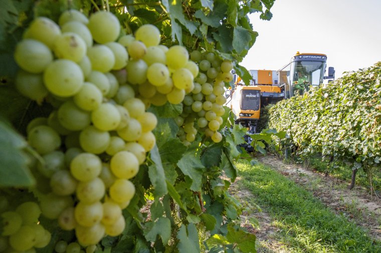 Kevesebb szőlő termett, de jó bor ígérkezik – Erdély több vidékén lecsengett már a szüret, de van, ahol csak októberben kezdődik