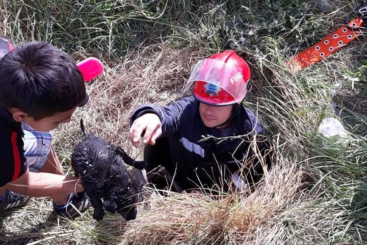 Kiskutyákat mentettek a tűzoltók Marosvásárhelyen