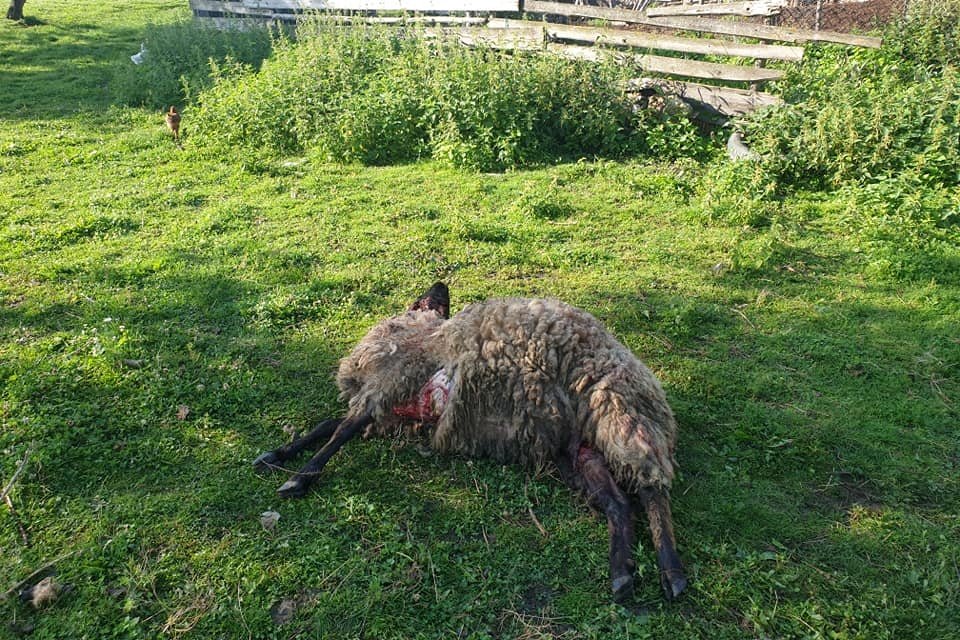 Három csíkcsomortáni portán öt báránnyal végzett a visszajáró medve