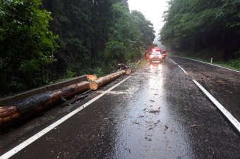 Fákat döntött az útra a vihar Csíkszeredában, Tusnádfürdőn és Maroshévízen