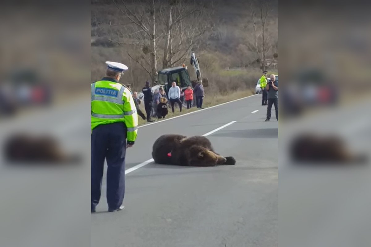 Menesztették a Hargita megyei prefektust az út szélén haldokló medve miatt