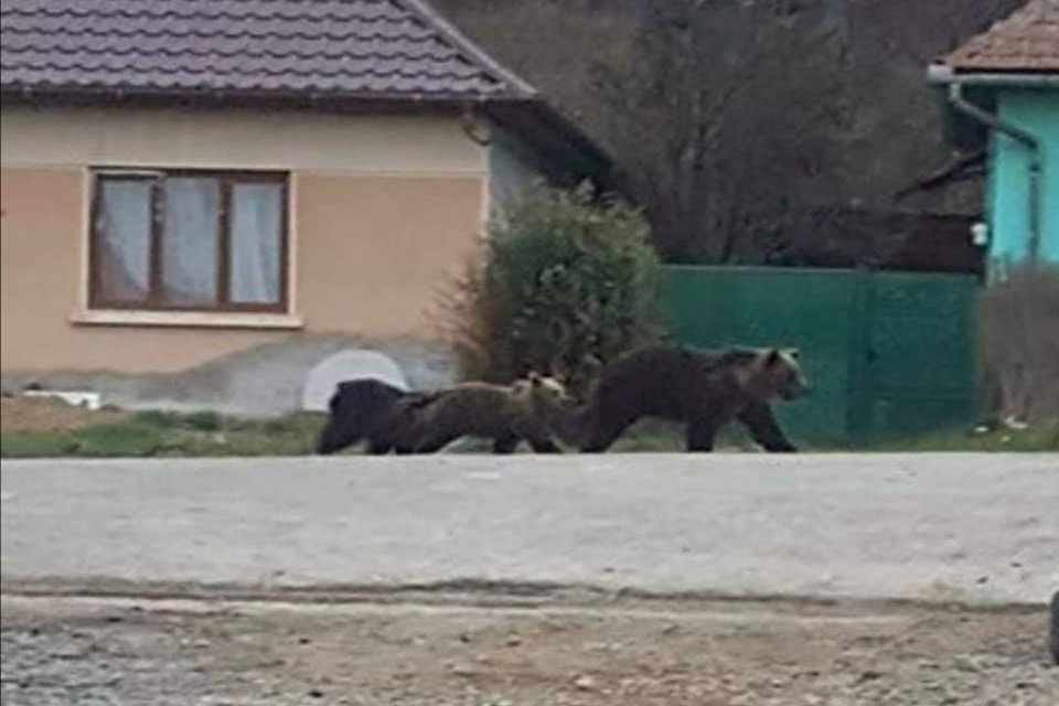 Az utcán járnak a medvék Erdőszentgyörgyön