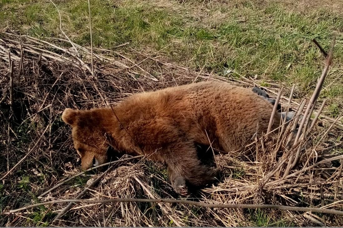 Autó gázolt el egy medvét, elpusztult a vadállat