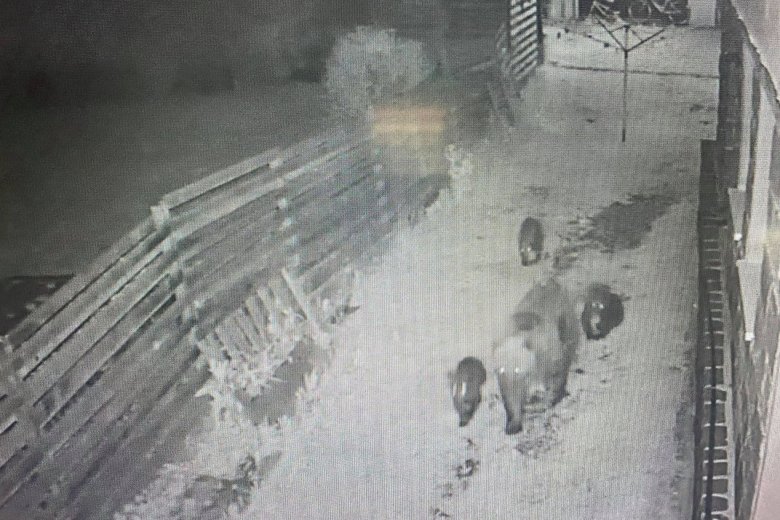  Medvék törtek be a tusnádfürdői polgármester garázsába
