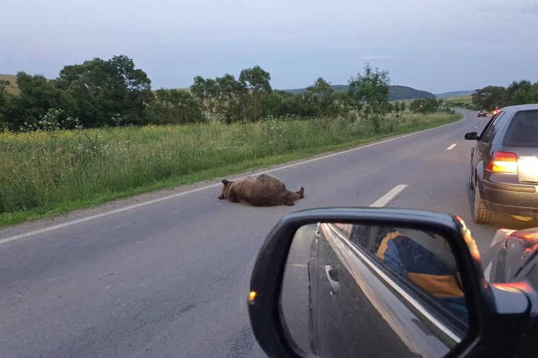 Medvét ütöttek el Udvarhelyszéken: egy darabig az úton feküdt az állat, aztán odébbállt