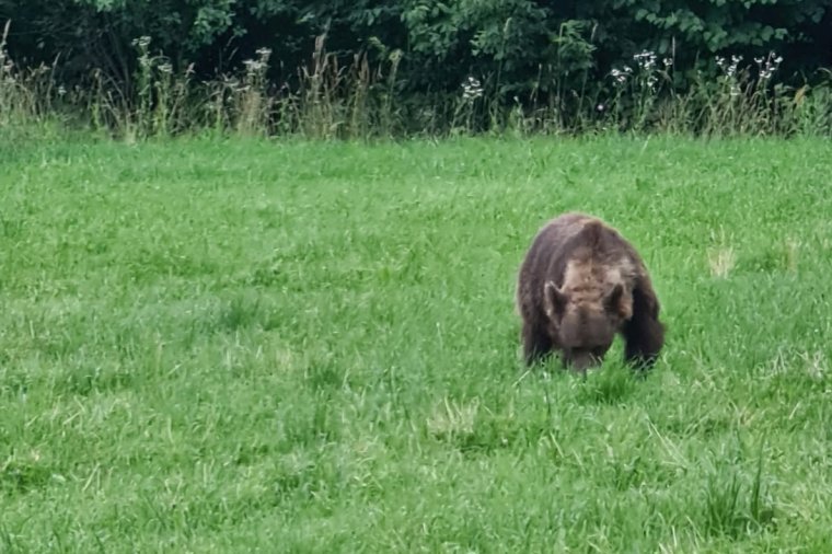 Tucatnyi esetben kellett közbelépniük a Hargita megyei hatóságoknak a medvék miatt