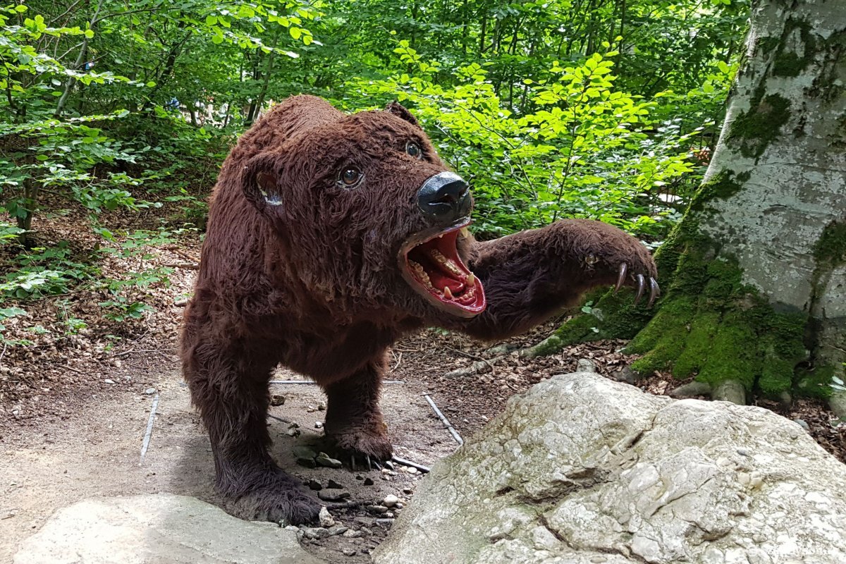 Mentsvár a medvéknek? Székelyföldhöz közel alakult meg Románia új állatvédő pártja