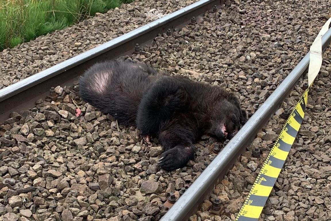 Vonat gázolt halálra egy medvét Gidófalvánál