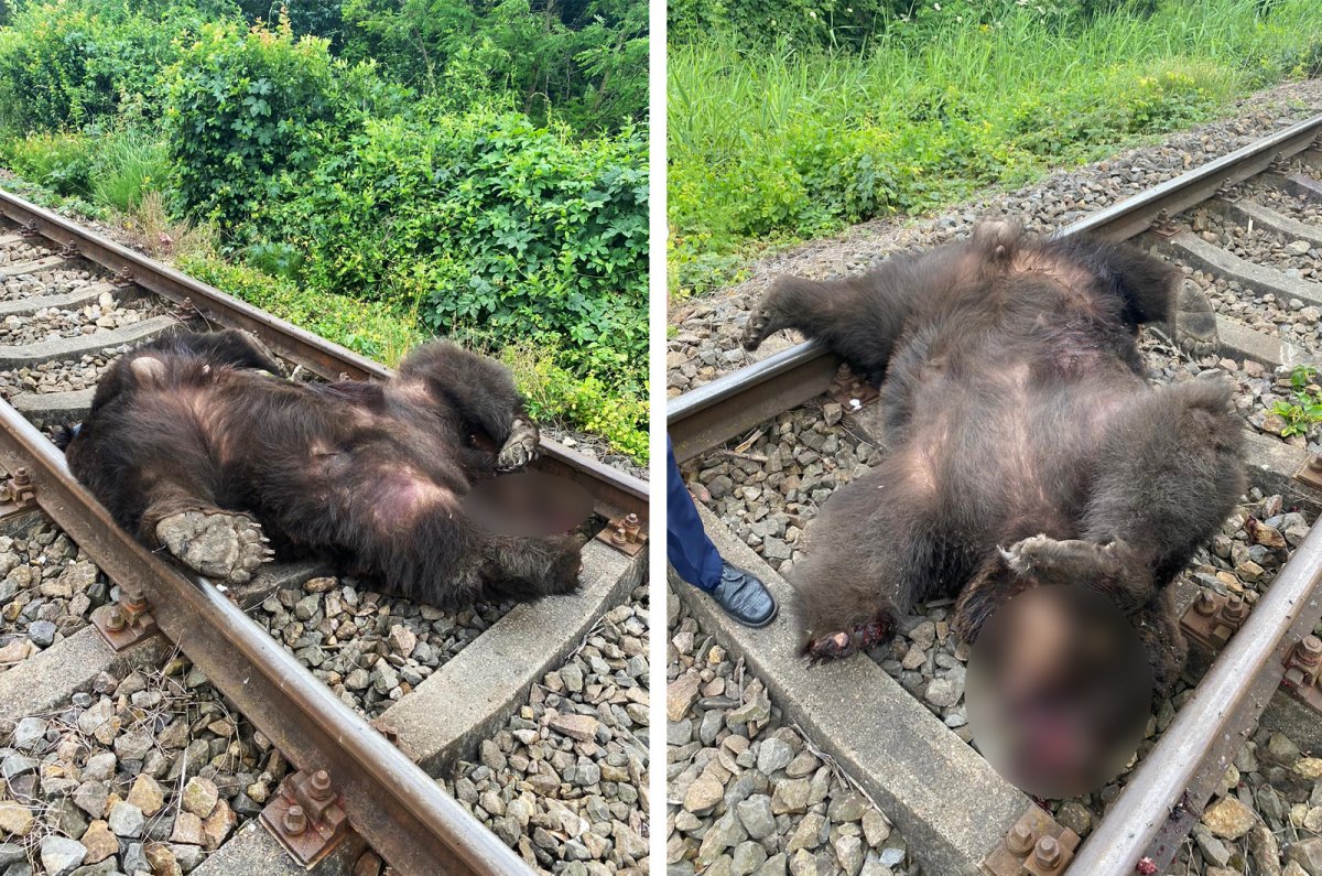 Medvét ütött el a vonat Alsóboldogfalvánál