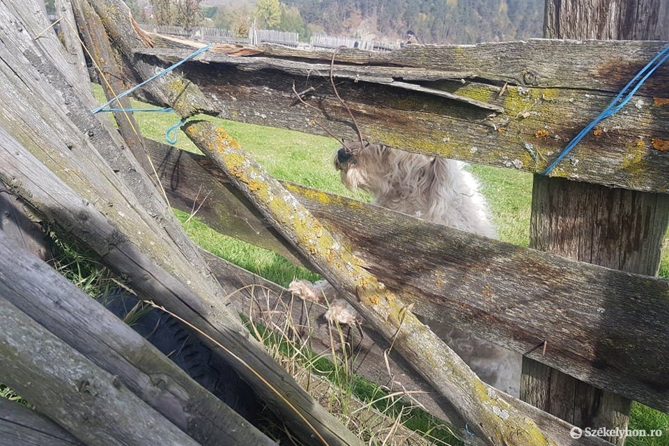 Nyolc portán vonult végig a medve, az emberek már belefáradtak, hogy a hatóságokat értesítsék