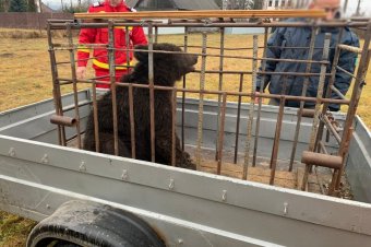Példák sikertelen medveköltöztetésre: brassói erdészeti szakemberek szerint számos eset igazolja az eljárás feleslegességét