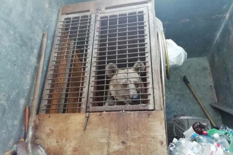 Ukrán cirkuszi medvét várnak a zernyesti rezervátumba