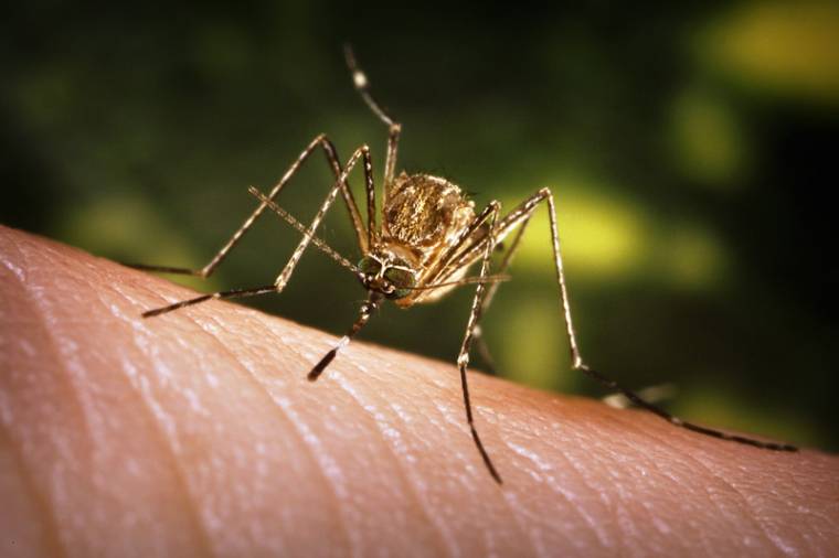Hat halálos áldozata is van a nyugat-nílusi vírusnak, nincs járványveszély