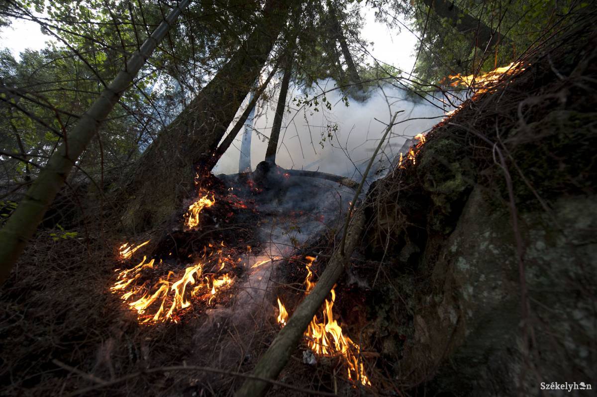 Több mint háromszáz hektár erdő veszett oda