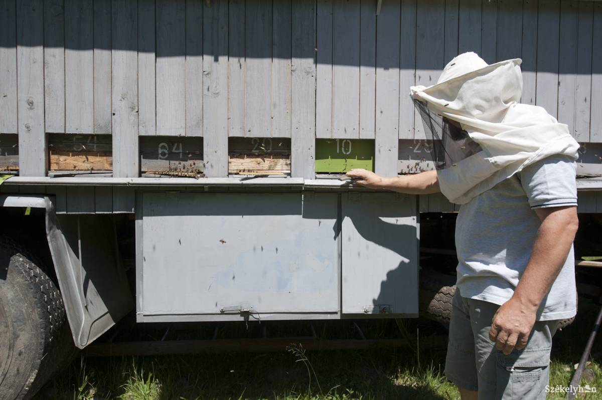 Gyenge az idei méztermés Hargita megyében, lesz, aki csak a méheit tudja majd táplálni