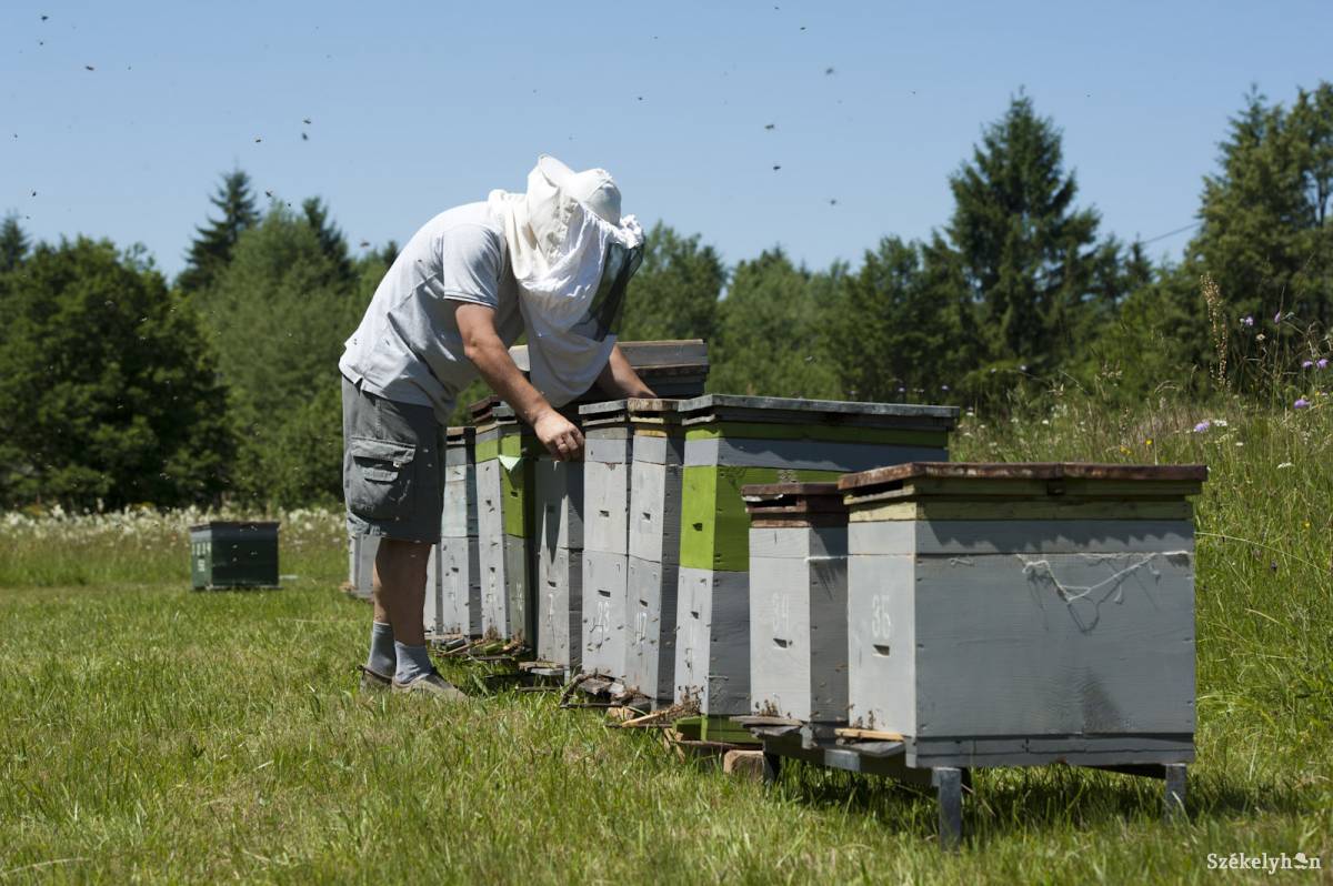 Ennyi támogatást kértek a Hargita megyei méhészek