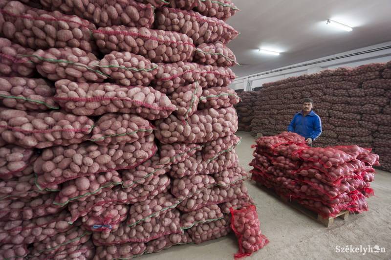 Rekord krumplitermésre van kilátás Kovászna megyében