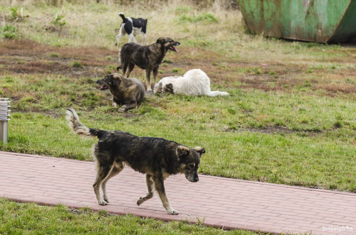 Kóbor kutyák Csíkszeredában: „sohase fogynak el”