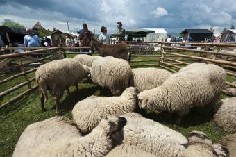 Pásztorok kerülnek a középpontba Kászon községben