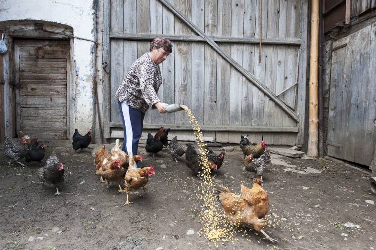 Az uniós szintű riadó ellenére ajánlják a hazai tojást