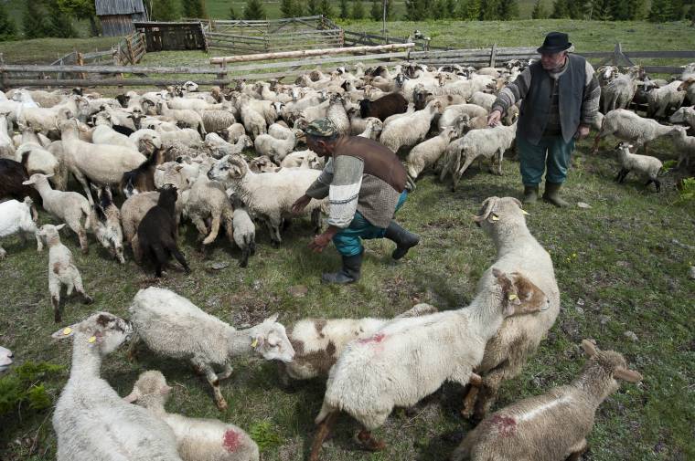 Hargita megyében a legelő állatok tartását részesítik előnyben