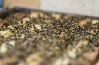 A kínai méz ellen csak a biominősítés megszerzésével vehetik fel a versenyt a székelyföldi méhészek
