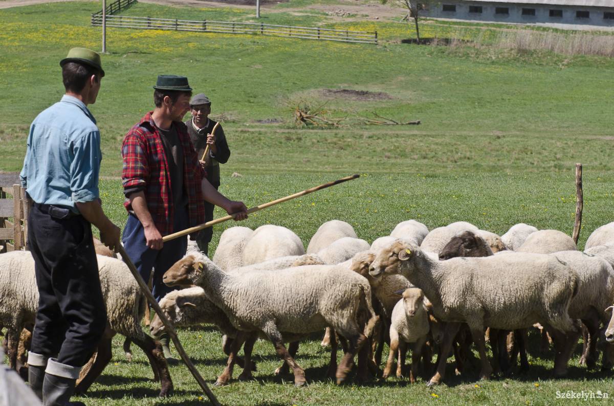 Csíki pásztorok bántalmaztak udvarhelyszékit