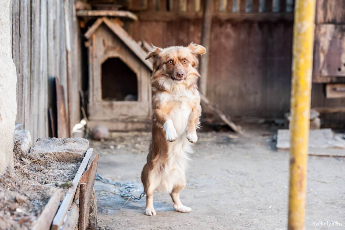 Büntetik az oltást visszautasító kutyatulajdonosokat