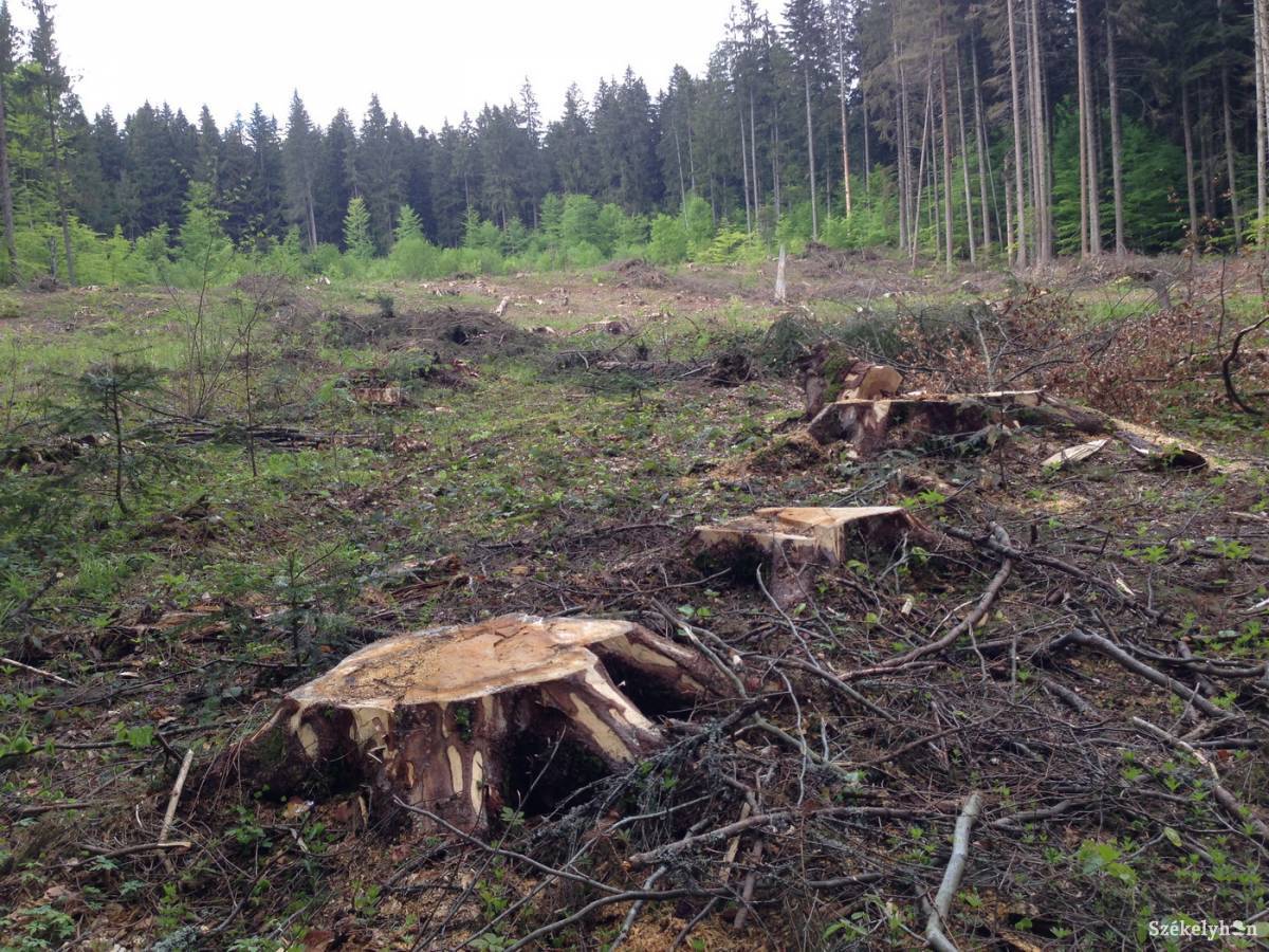 Uniós eljárás Romániával szemben az erdőirtás miatt