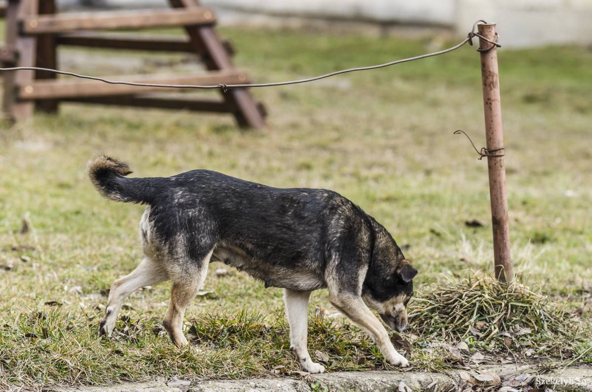 Tizenhétezer eurós kártérítést szabtak meg egy kóbor kutya által megharapott tízéves kislány perében