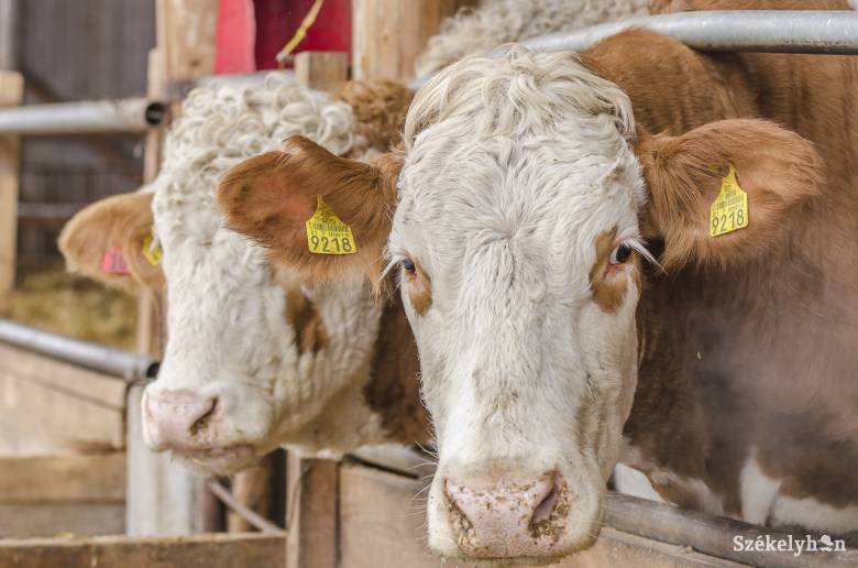 Ügyvivő mezőgazdasági miniszter: Románia nem érthet egyet az élő állatok exportjának és szállításának betiltásával