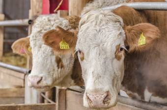 Ügyvivő mezőgazdasági miniszter: Románia nem érthet egyet az élő állatok exportjának és szállításának betiltásával
