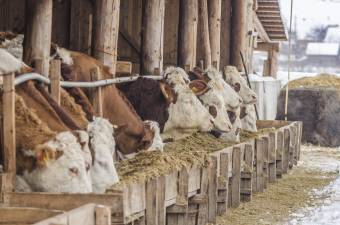 Szarvasmarhánként 73 eurós támogatást kaphatnak a tejtermelő gazdák