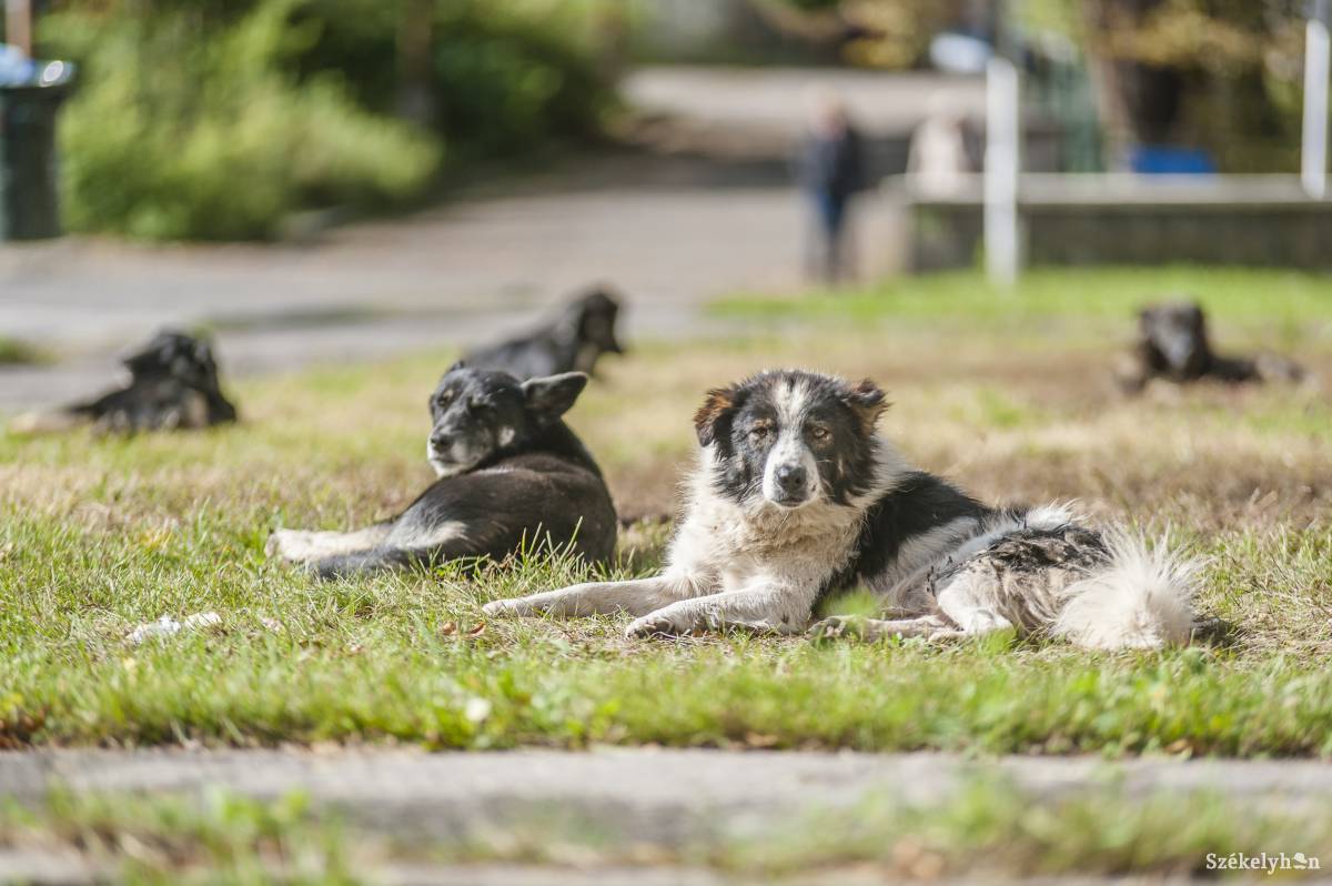 Egyre jobban zavarják a lakókat a városközpontban tanyázó gazdátlan kutyák
