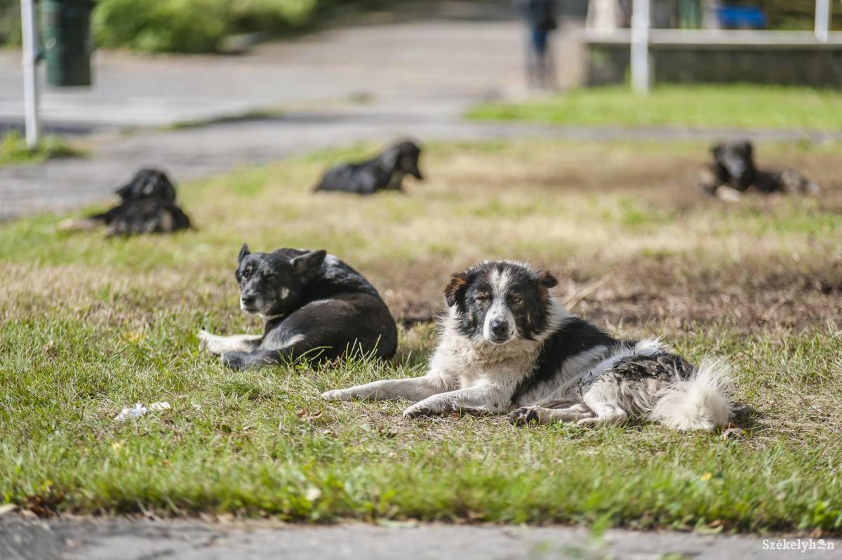 Felleltározzák a sepsiszentgyörgyi kutyákat
