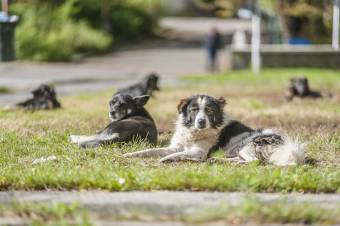 Egyre jobban zavarják a lakókat a városközpontban tanyázó gazdátlan kutyák