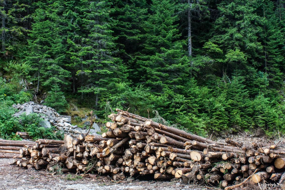 Bűncselekménynek minősül az illegális fakivágás az új erdészeti törvény szerint