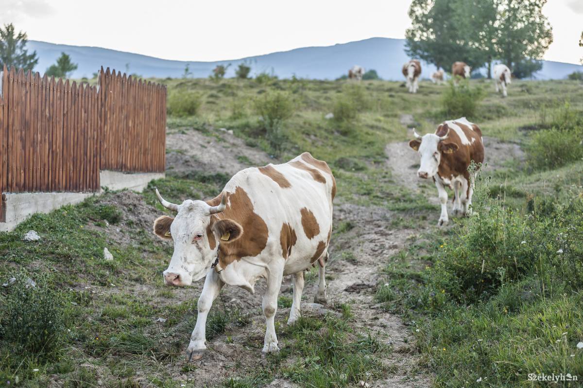 A hegyvidéki mezőgazdaság alapját a szarvasmarhatartás képezi