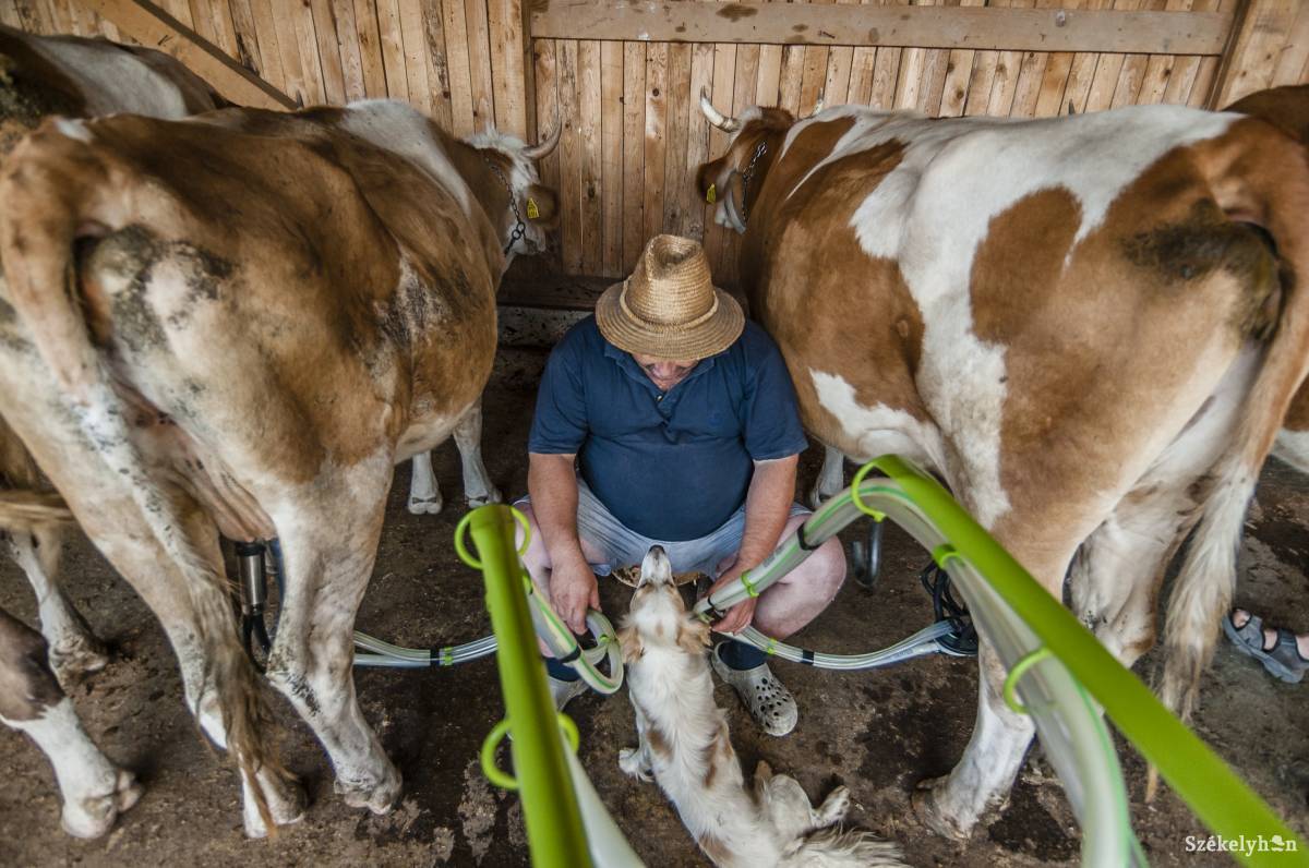 Az állatokra és az eladott tejmennyiségre is kérhetnek Covid-támogatást a gazdák