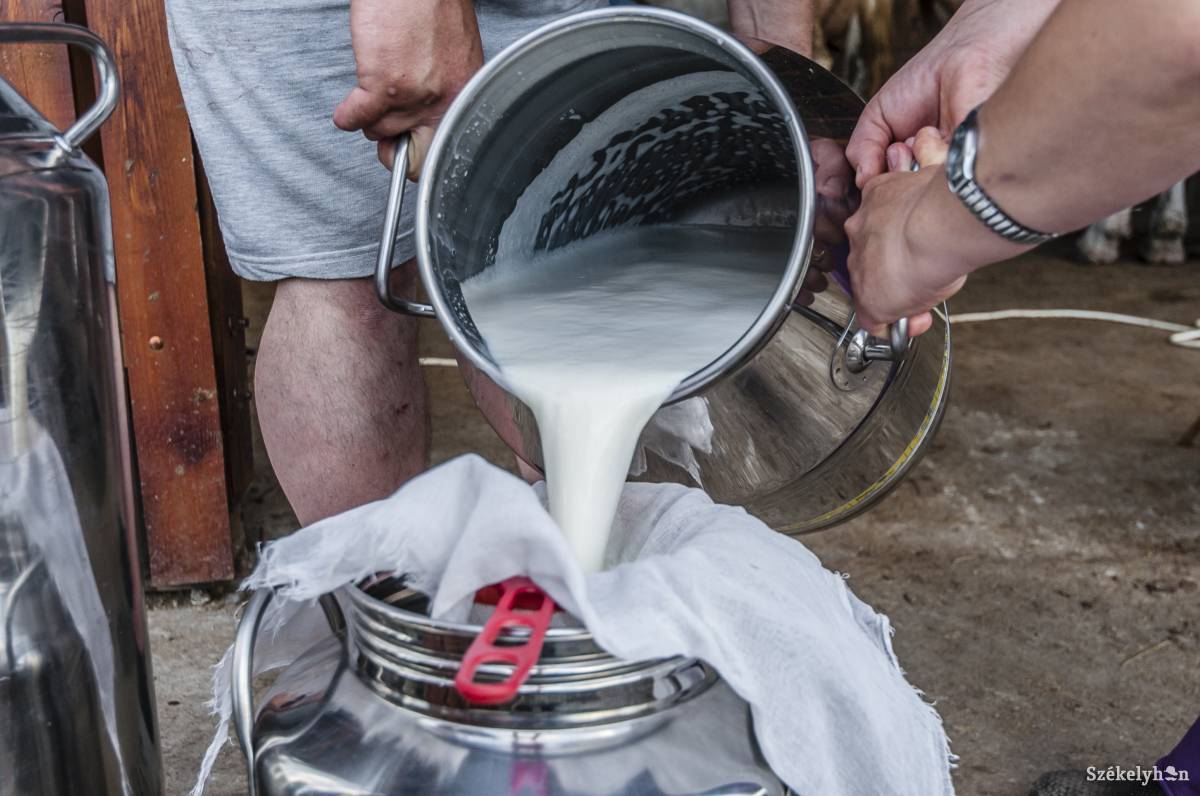 A piaci helyzet romlása ellenére jól működik a gyimesbükki tejcsarnok