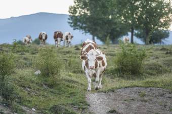 Március 23-áig kérhető a szarvasmarhák után járó támogatás