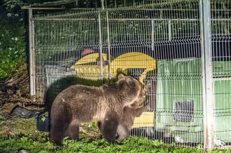 Menedékházba próbált betörni a medve Brassó megyében