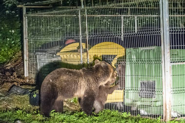 Menedékházba próbált betörni a medve Brassó megyében