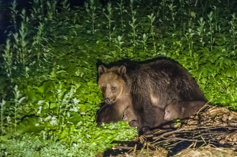 Mindennapos látvány a medve Tusnádfürdőn – a polgármester megfigyelést szorgalmaz