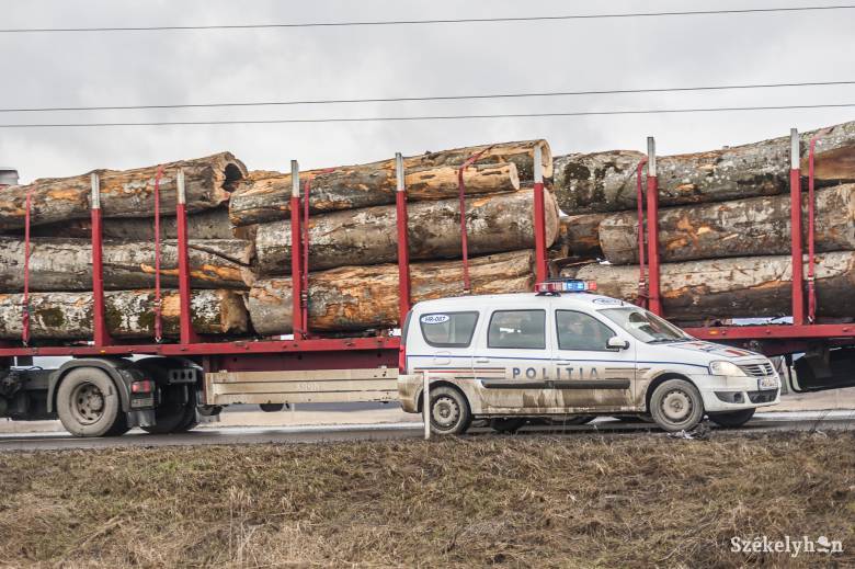 Házkutatások törvénytelen fakitermelés gyanúja miatt