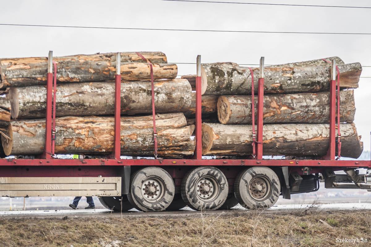 Házkutatások törvénytelen fakitermelés gyanúja miatt