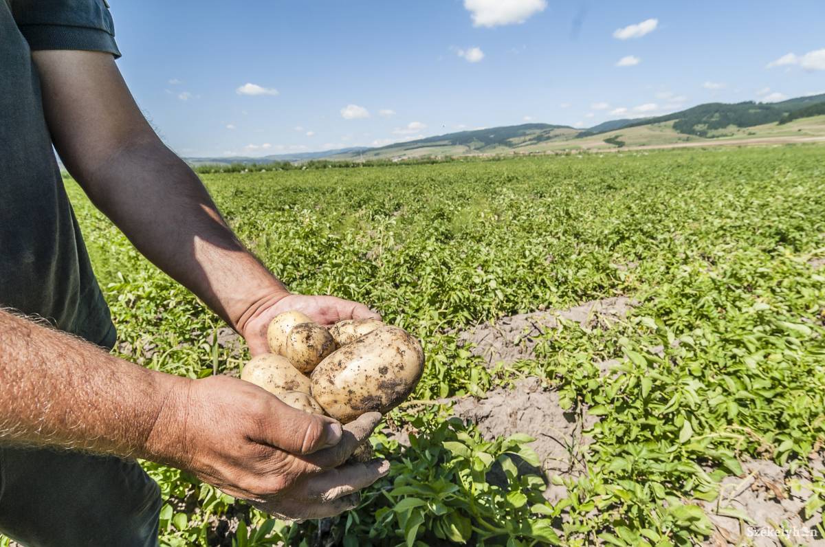 Alkalmatlan a székelyföldi termőföld a burgonya termesztésére?